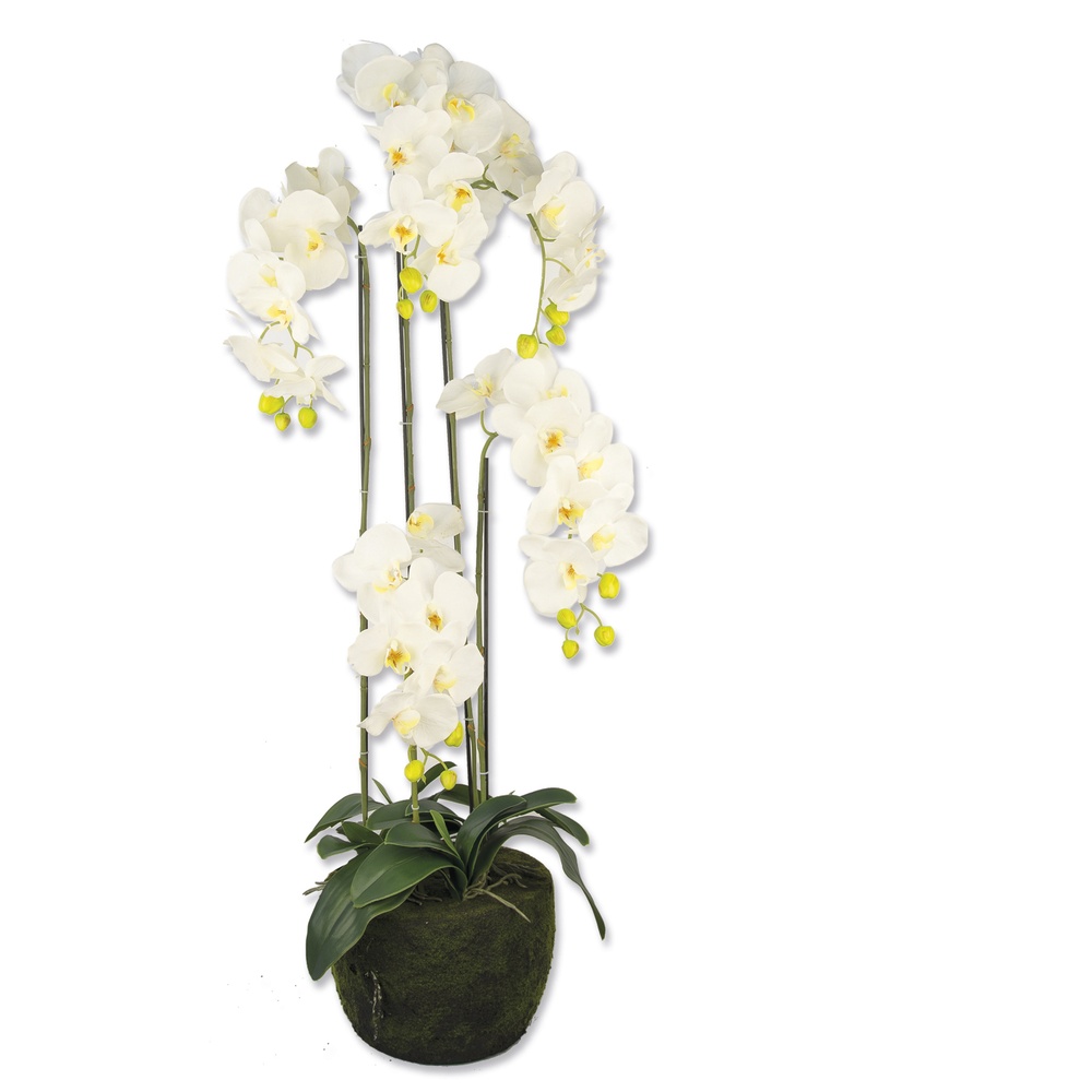 Cha 49200-43747 Pianta Orchidea 110Cm 1/1