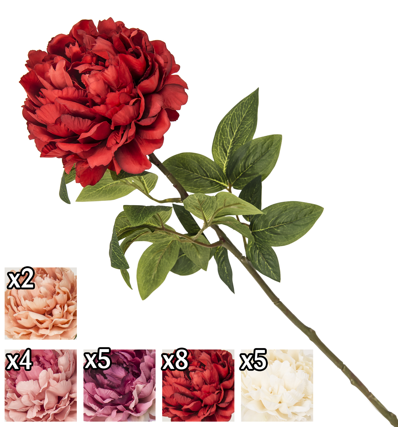 Stelo Peonia 72Cm 5 Ass.