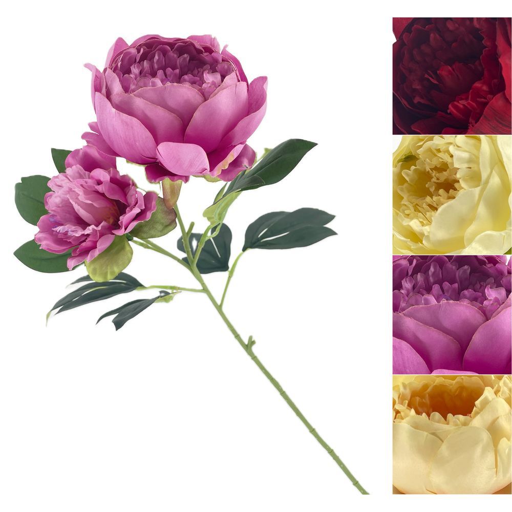 GIG 62197 Stelo Peonia Cabbage 66Cm 4 Ass.