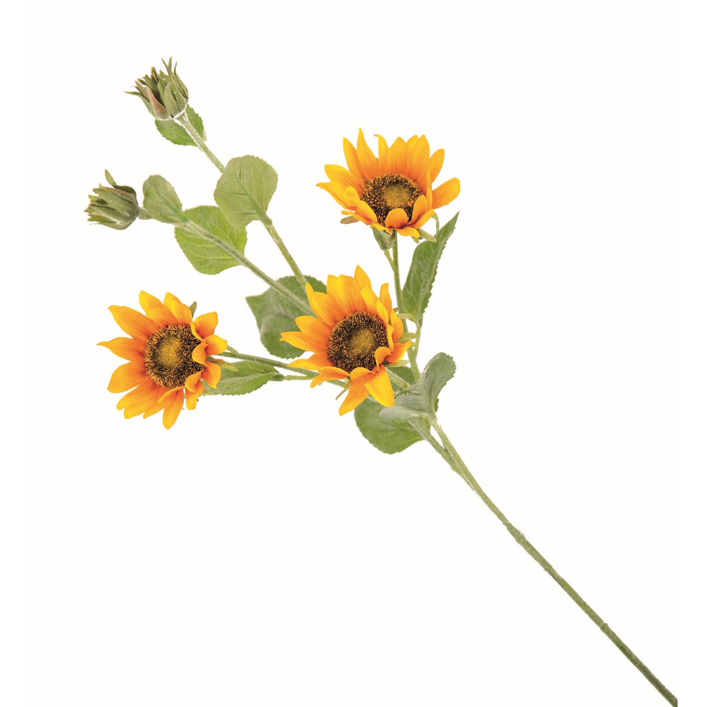 Nin 42640 Pick Girasole X3 12/48