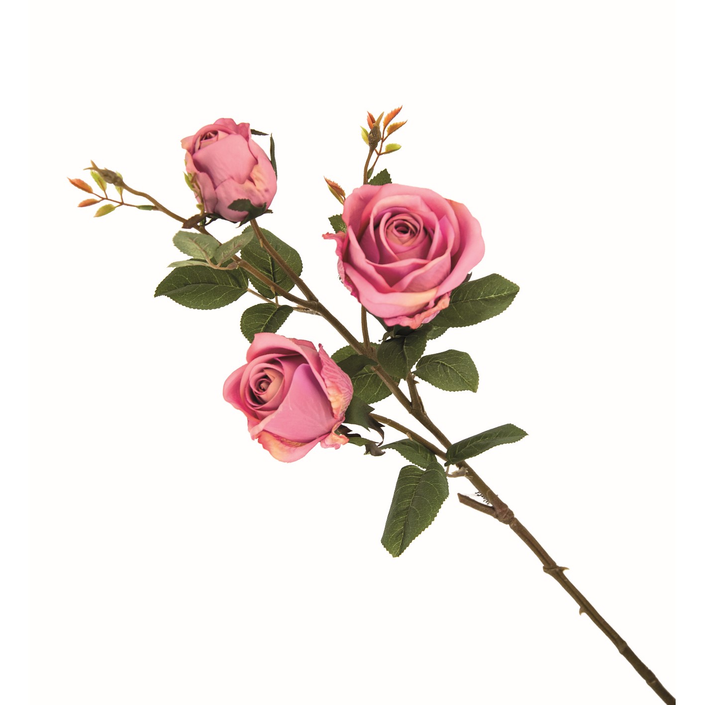 Nin 42643 Pick Rosa Queen 12/48 4Col. Ass.