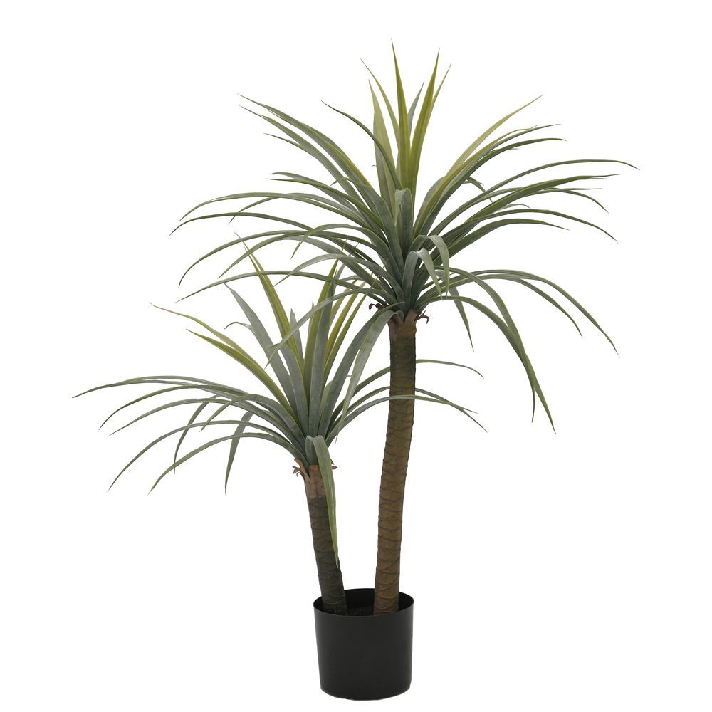 Pianta Dracaena C-Vaso H110