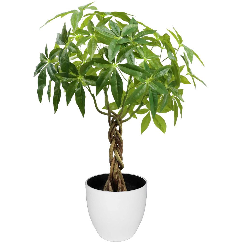 CHI 62297 Pianta Tropicale Pachira Intrecciata 65Cm