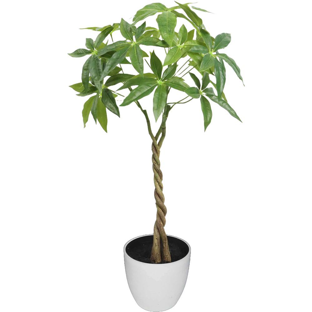 CHI 62298 Pianta Tropicale Pachira Intrecciata 60Cm