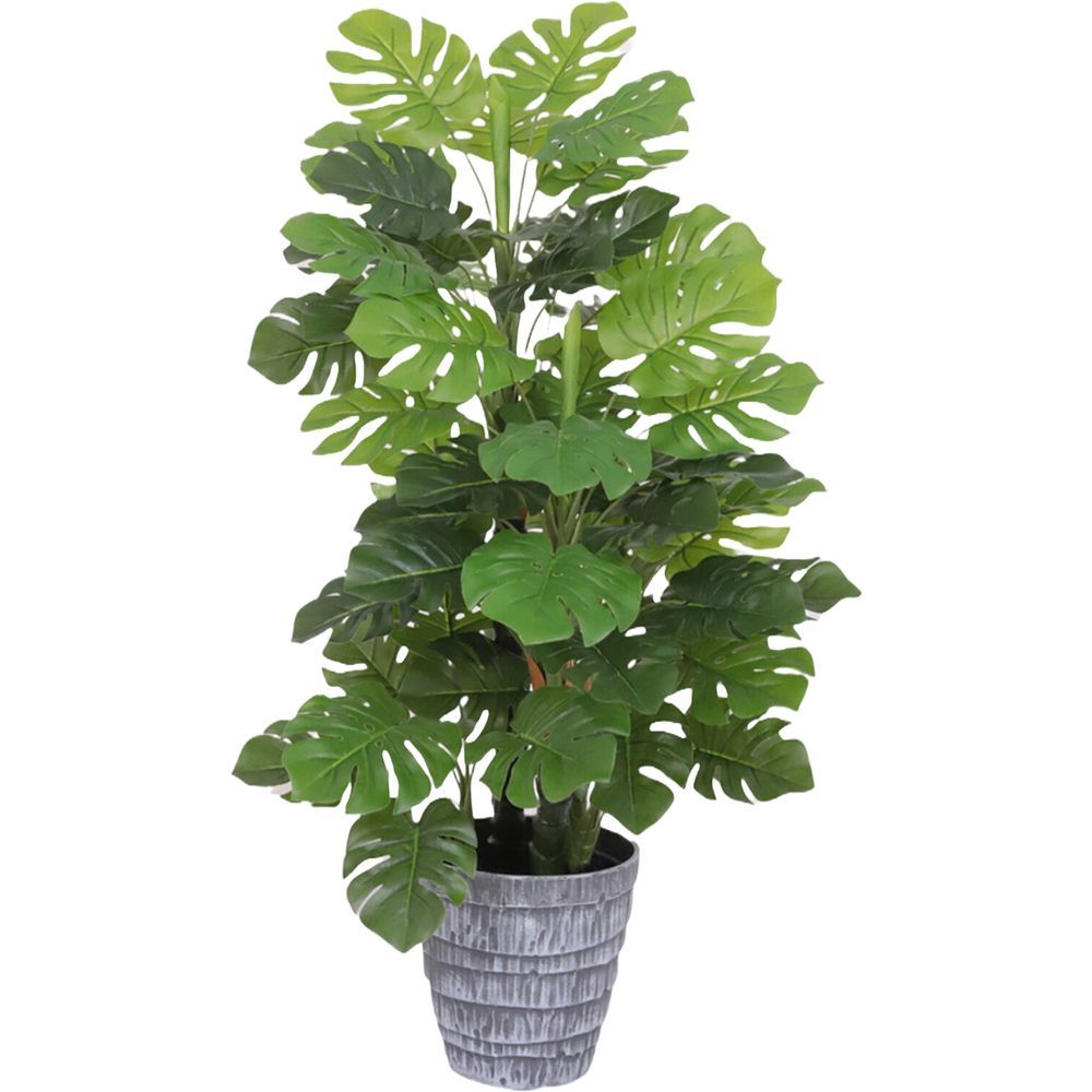 CHI 62317 Pianta Monstera Frange 85Cm
