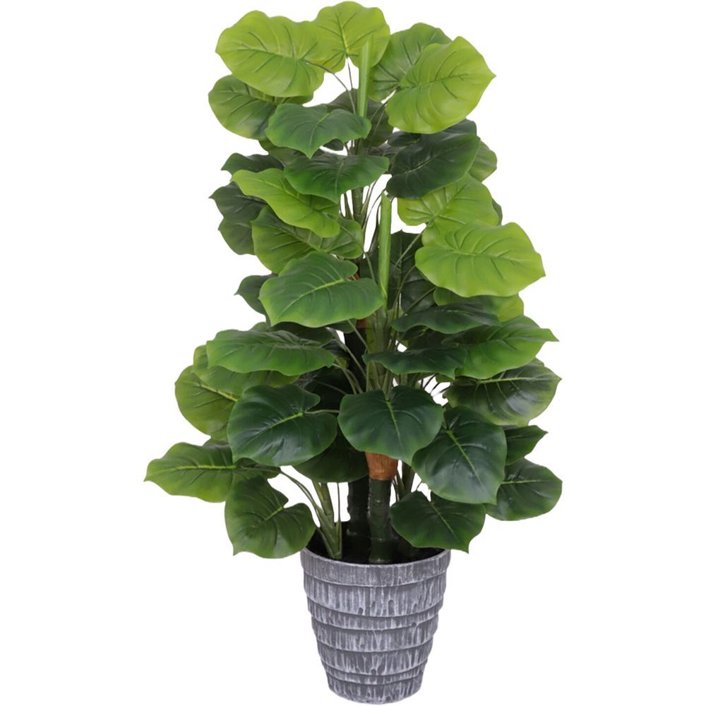 CHI 62318 Pianta Monstera Plain 85Cm