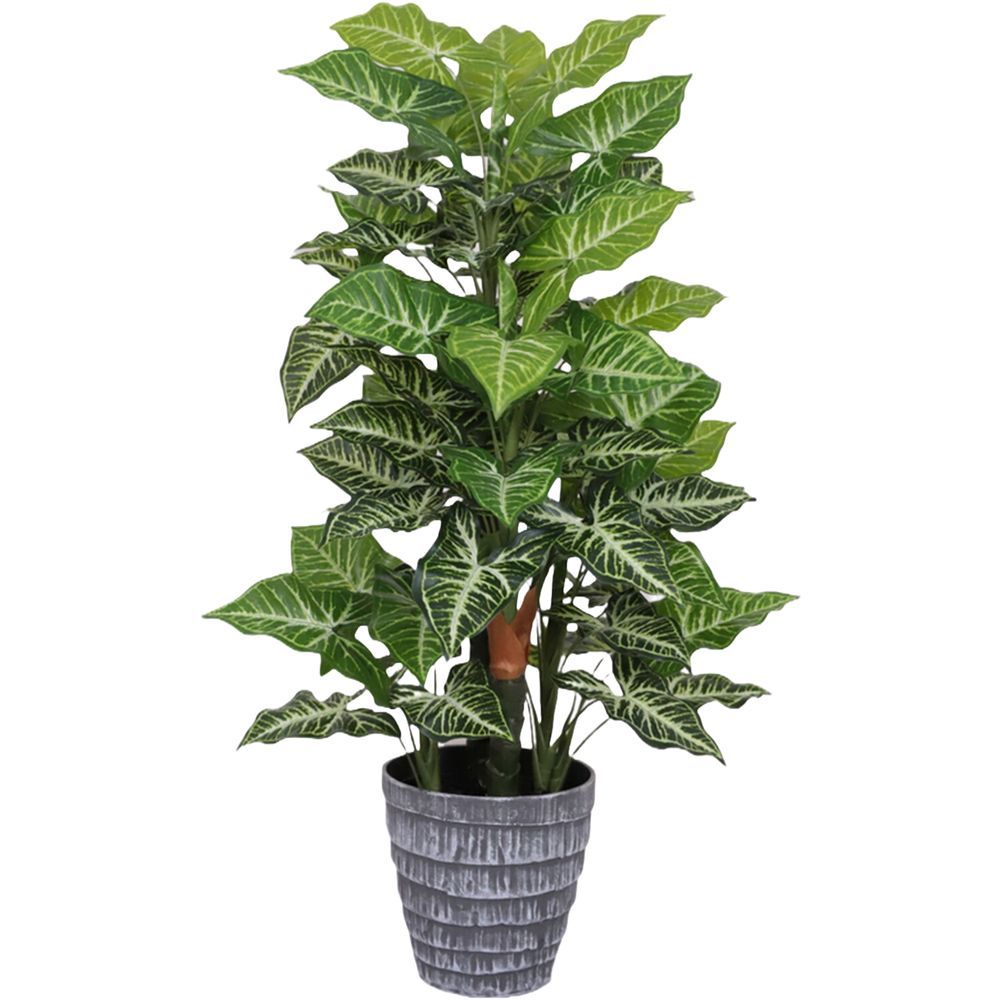 CHI 62319 Pianta Monstera Point 85Cm