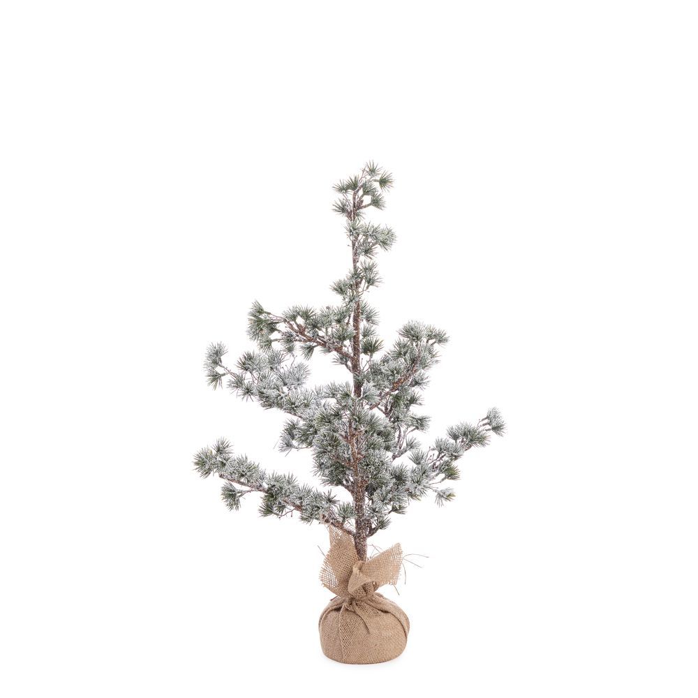 Pino Sneffels Ghiacciato H75