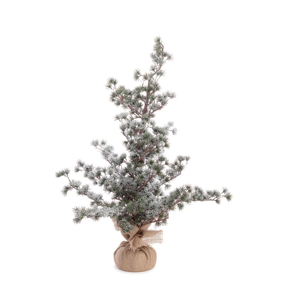 Pino Sneffels Ghiacciato H90